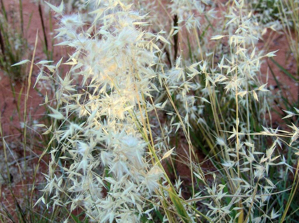 Wanderrie Grass (Eriachne sp)