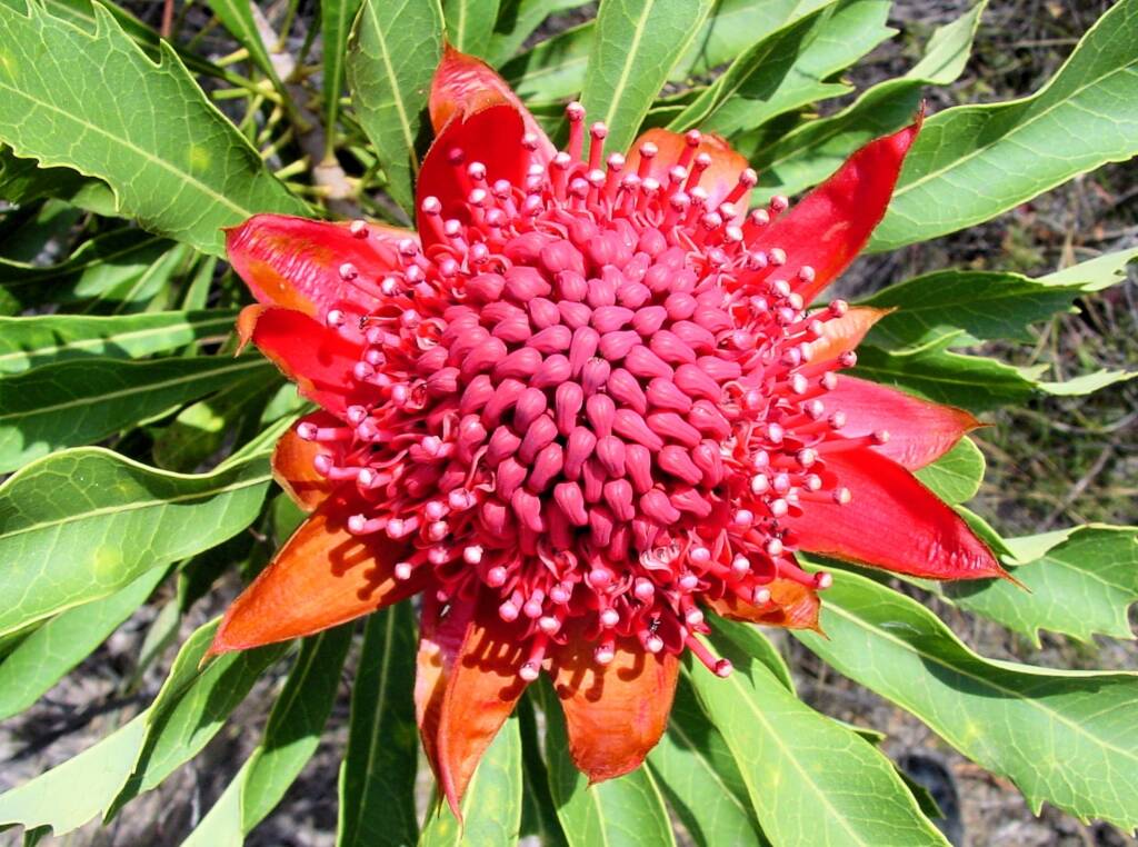 Waratah (Telopea speciosissima), Blue Mountains Botanic Garden, NSW