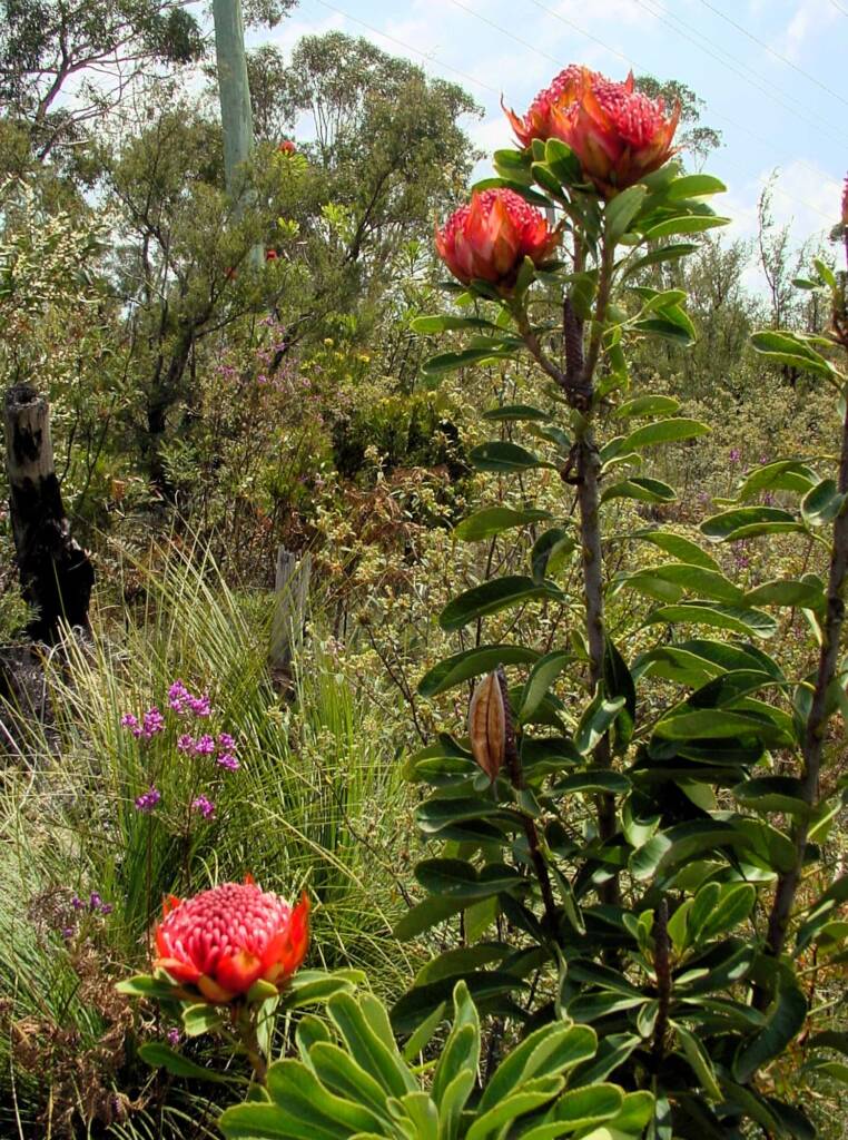 Waratah (Telopea speciosissima), Blue Mountains Botanic Garden, NSW