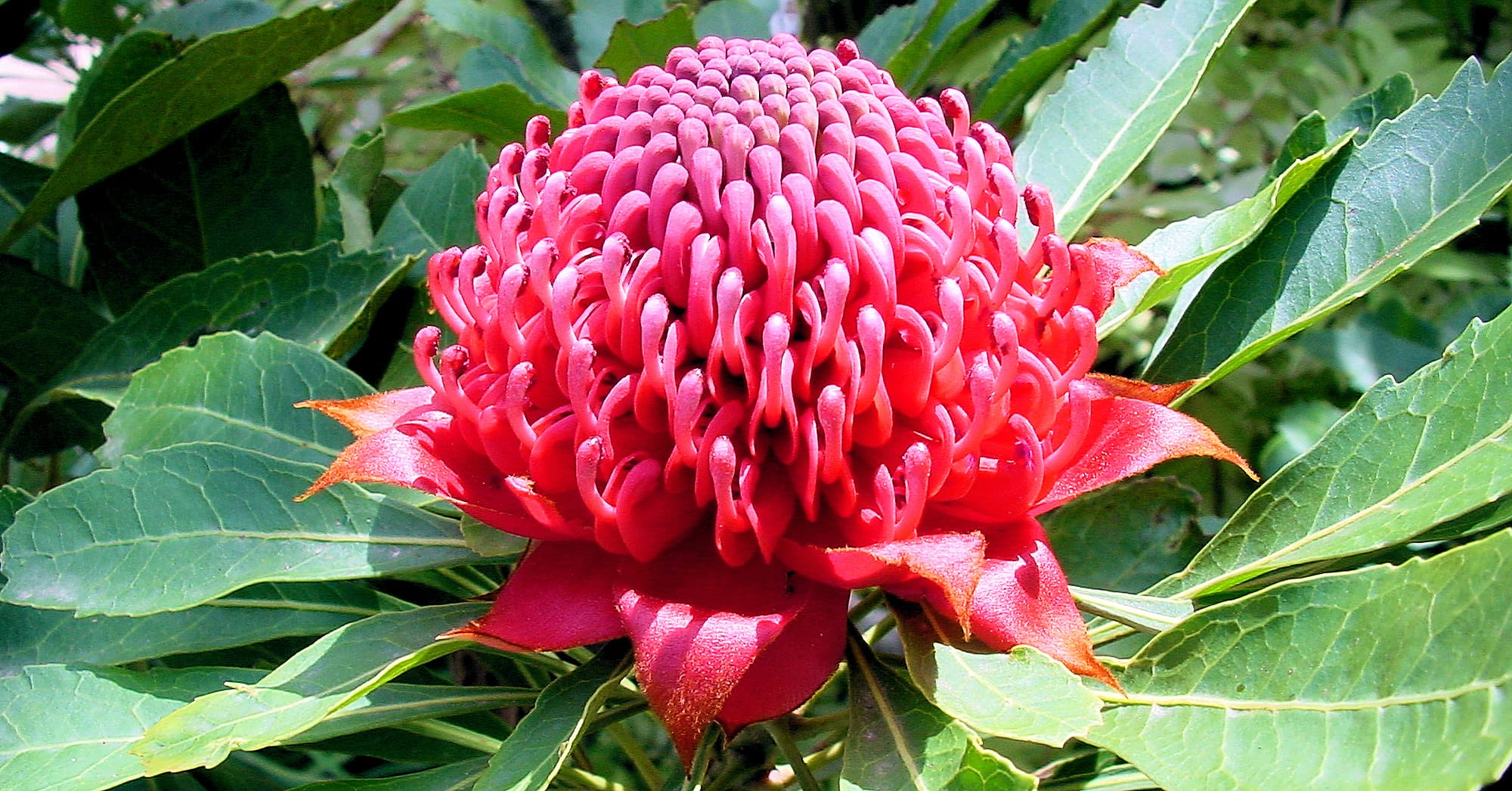 символ австралии цветок