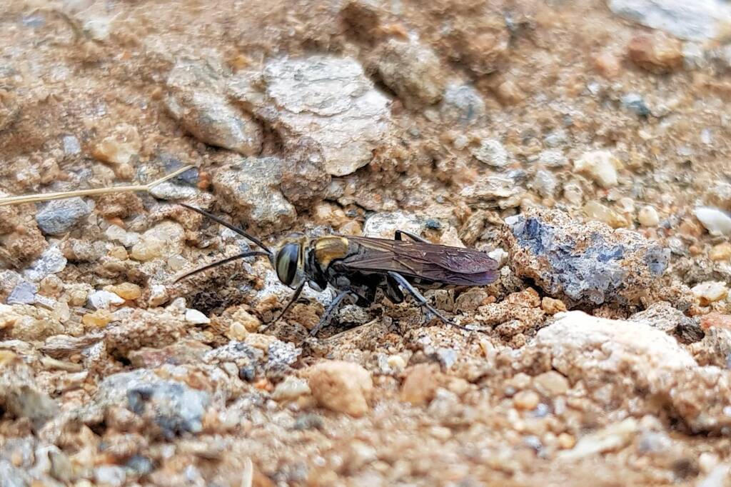 Liris (Wasp), family Crabronidae, Alice Springs NT