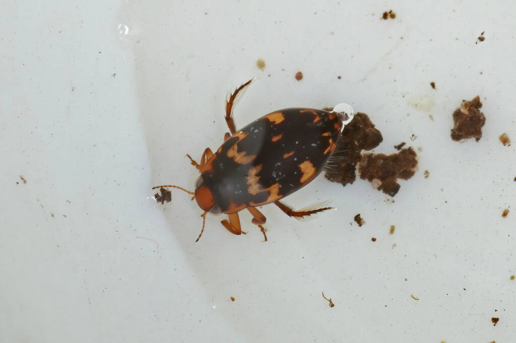 Water Beetle - Life in the Gnammas, Girraween QLD