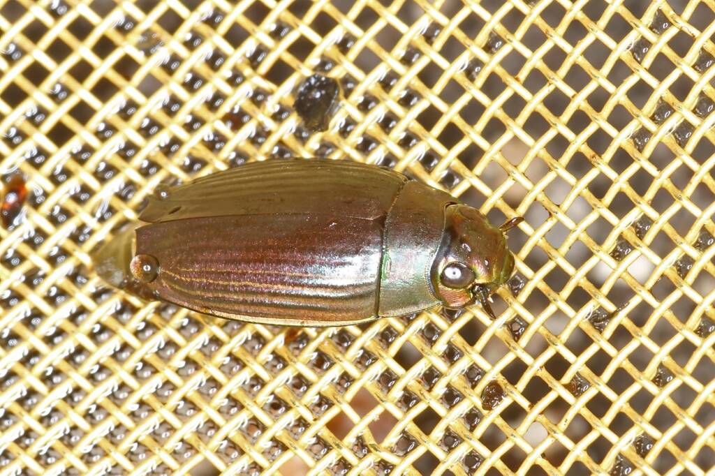 Water Beetle (Coleoptera) - Life in the Gnammas, Girraween QLD