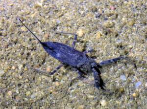 Water Scorpion (Laccotrephes tristis) Ausemade