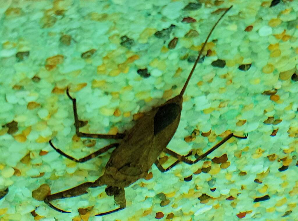 Water Scorpion (Laccotrephes tristis), Alice Springs, NT