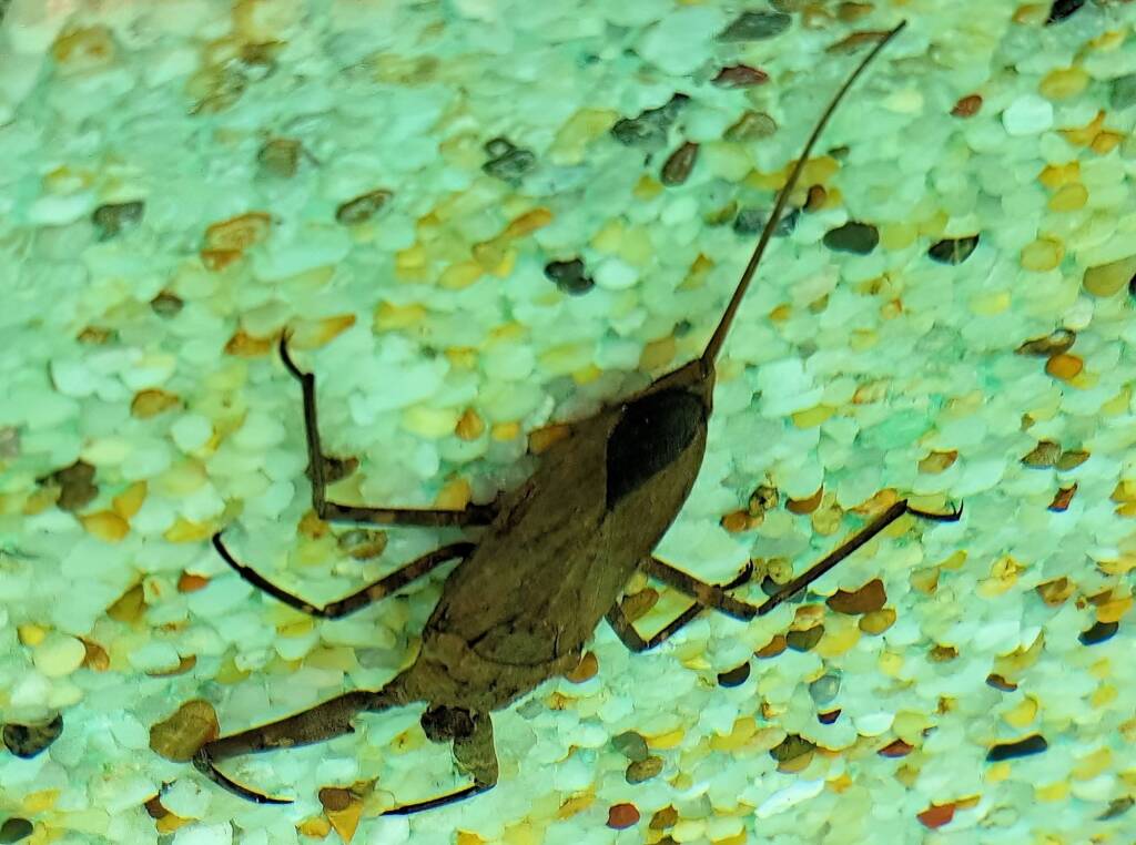 Water Scorpion (Laccotrephes tristis), Alice Springs, NT
