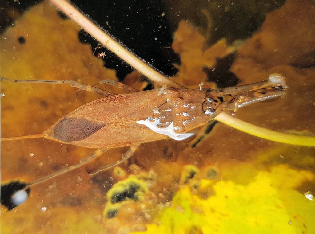 Water Scorpion (Laccotrephes tristis), Alice Springs, NT