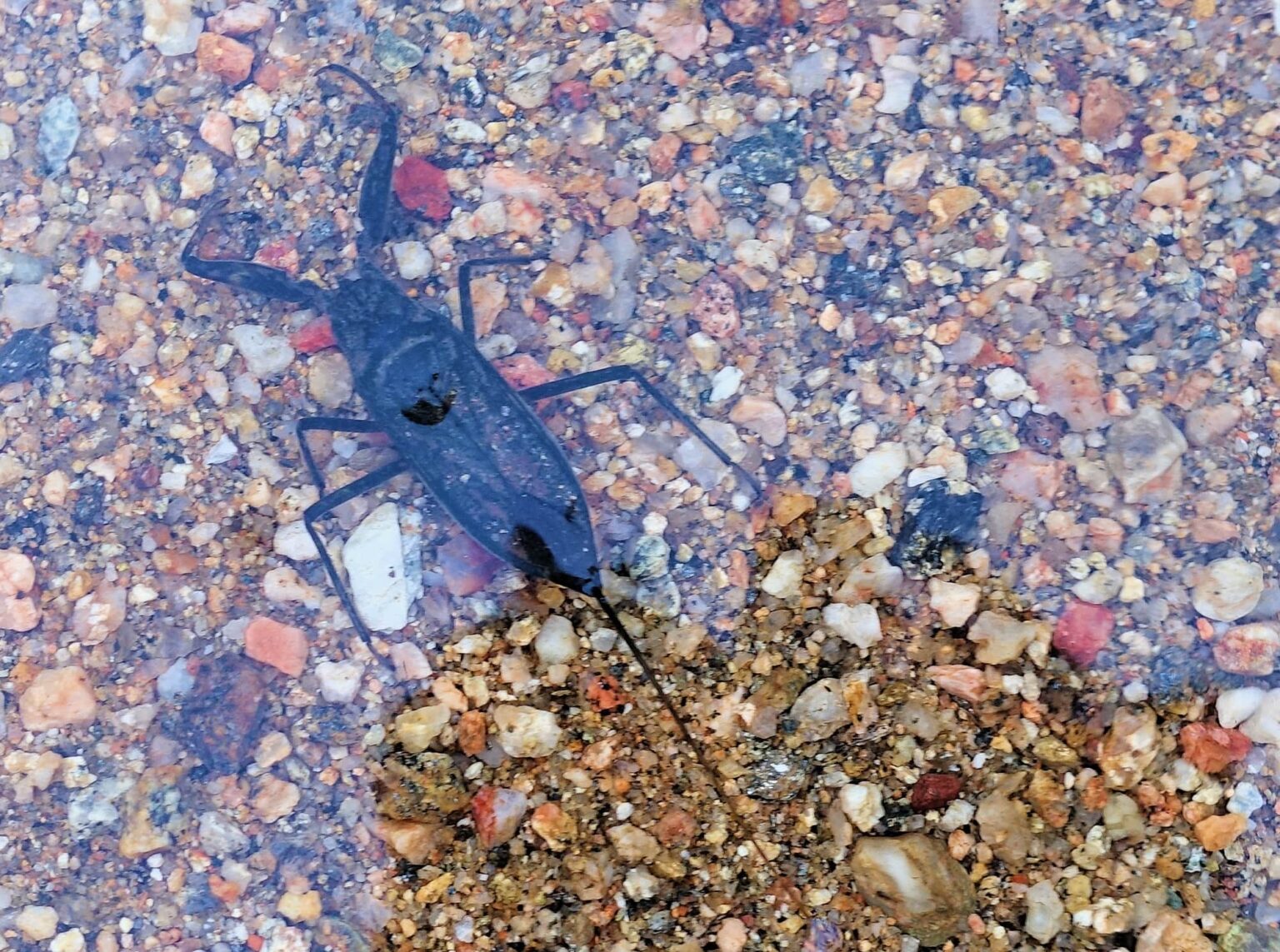 Water Scorpion (Laccotrephes tristis) Ausemade