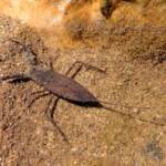 Water Scorpion (Laccotrephes tristis), Simpsons Gap