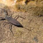 Water Scorpion (Laccotrephes tristis), Simpsons Gap