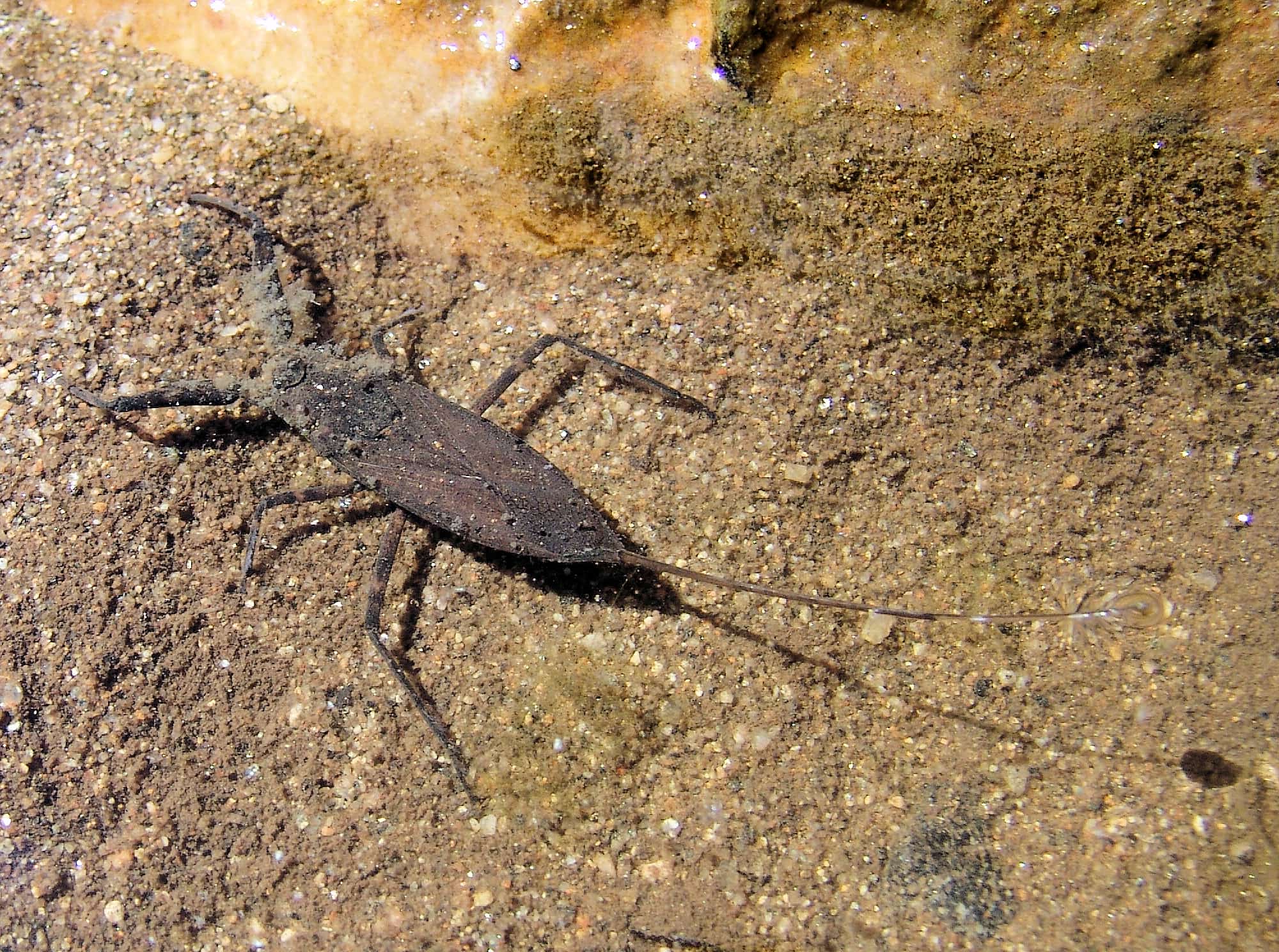 Water Scorpion (Laccotrephes tristis) – Ausemade