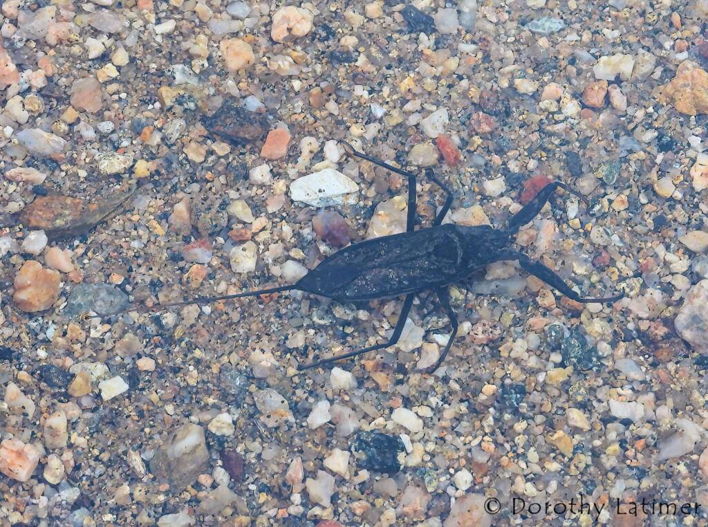 Water Scorpion (Laccotrephes tristis), Simpsons Gap, NT