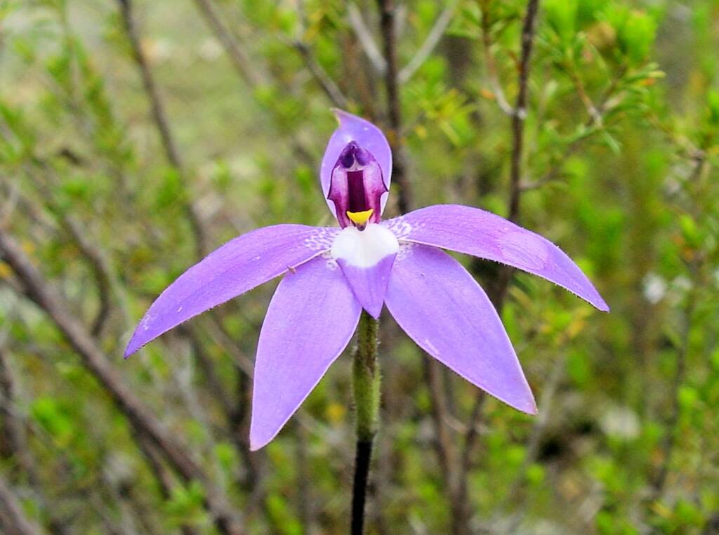 Wax-lip Orchid (Glossodia major), Warrumbungle National Park, NSW.