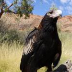 Wedge-tail Eagle (Aquila audax) - Birds of Prey Show, Alice Springs Desert Park