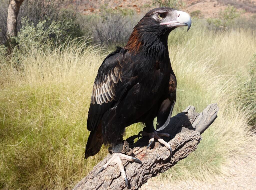 Wedge-tail Eagle (Aquila audax) - Birds of Prey Show, Alice Springs Desert Park