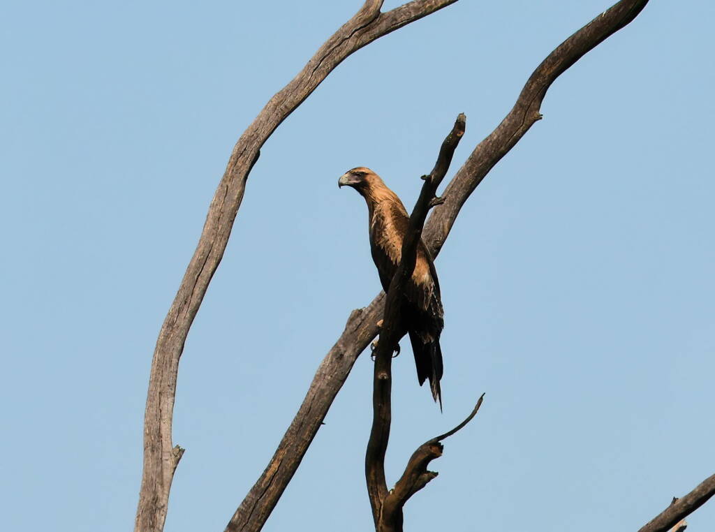 Wedge-tailed Eagle (Aquila audax), Alice Springs Sewage Ponds, NT © Dorothy Latimer