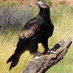 Wedge-tail Eagle (Aquila audax), Alice Springs Desert Park
