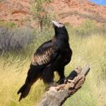 Wedge-tail Eagle (Aquila audax), Alice Springs Desert Park