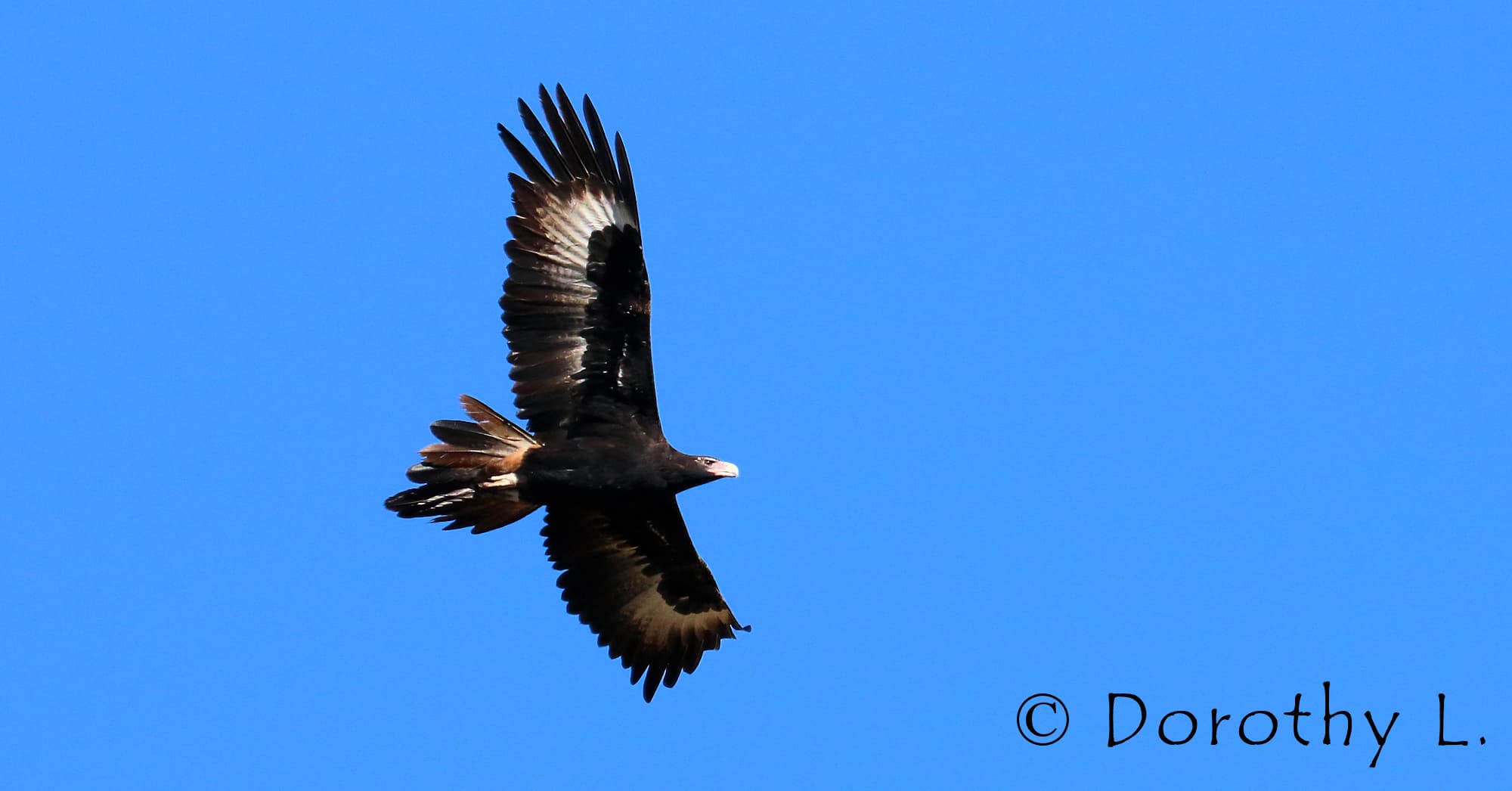 Wedge-tailed Eagle (Aquila audax)