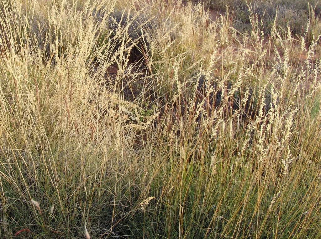 Weeping Spinifex (Triodia brizoides)