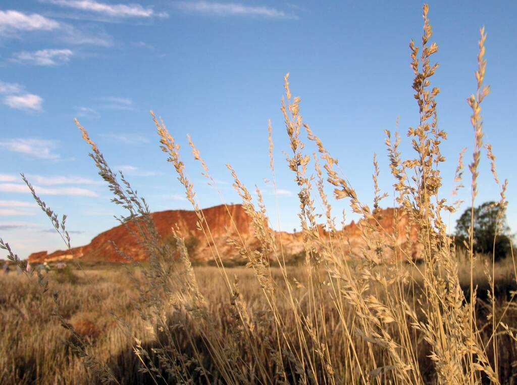 Weeping Spinifex (Triodia brizoides)