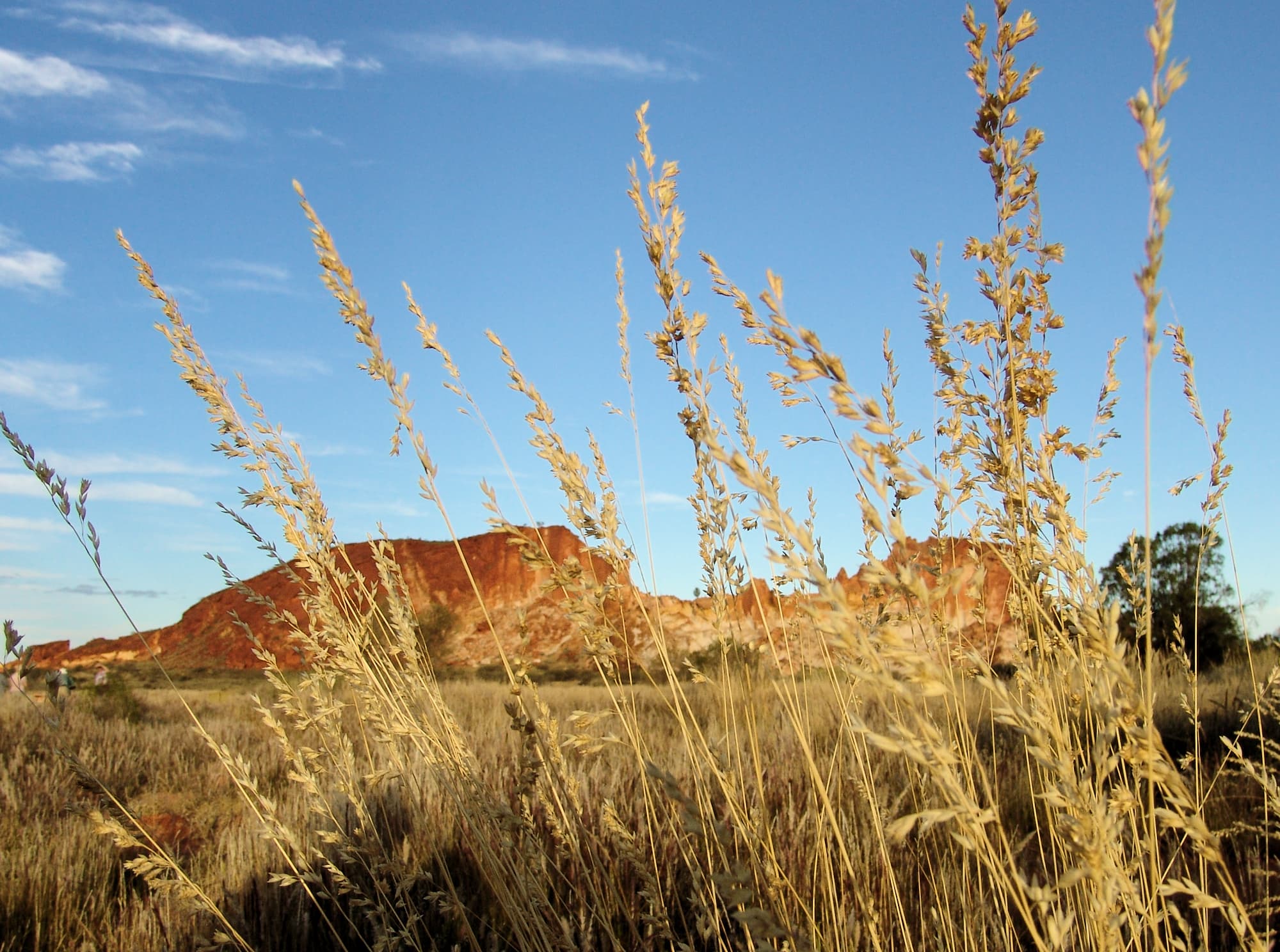 Weeping Spinifex (Triodia brizoides)