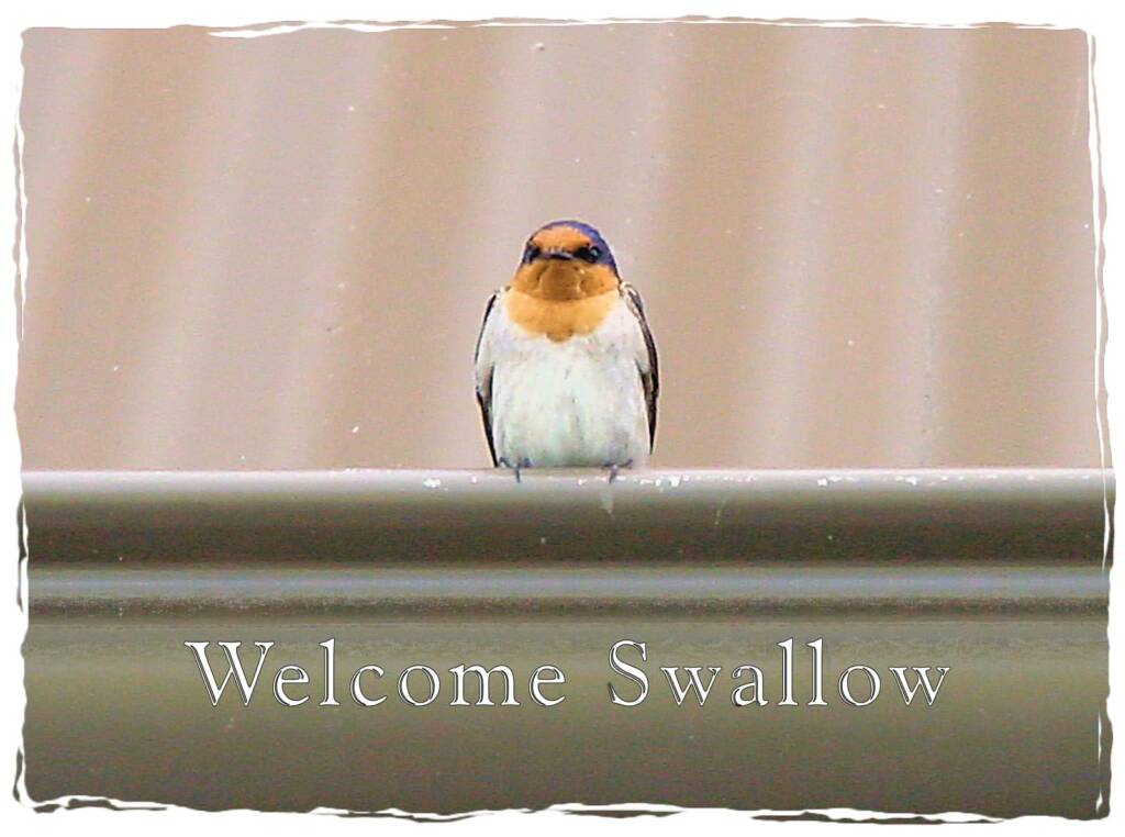 Welcome Swallow, Tasmania