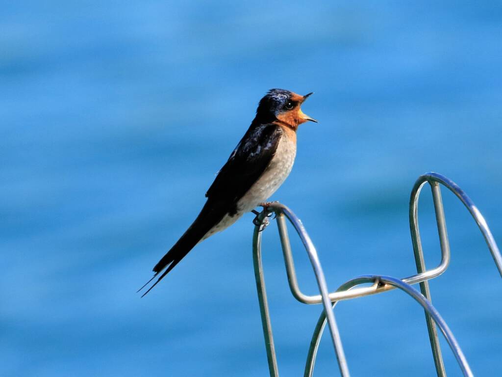 Welcome Swallow (Hirundo neoxena) © Dorothy Latimer