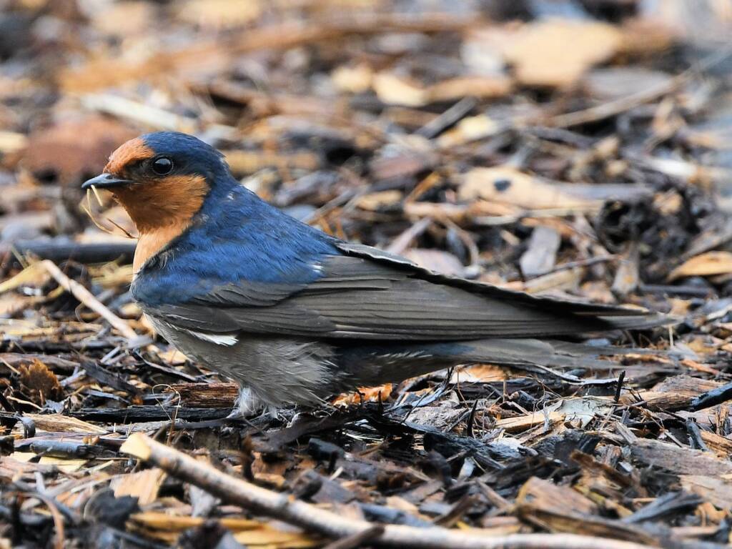 Welcome Swallow (Hirundo neoxena), Port Augusta SA © Dorothy Latimer