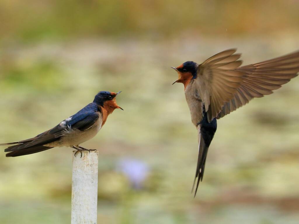 Welcome Swallow (Hirundo neoxena), Mudgerraba QLD © Dorothy Latimer