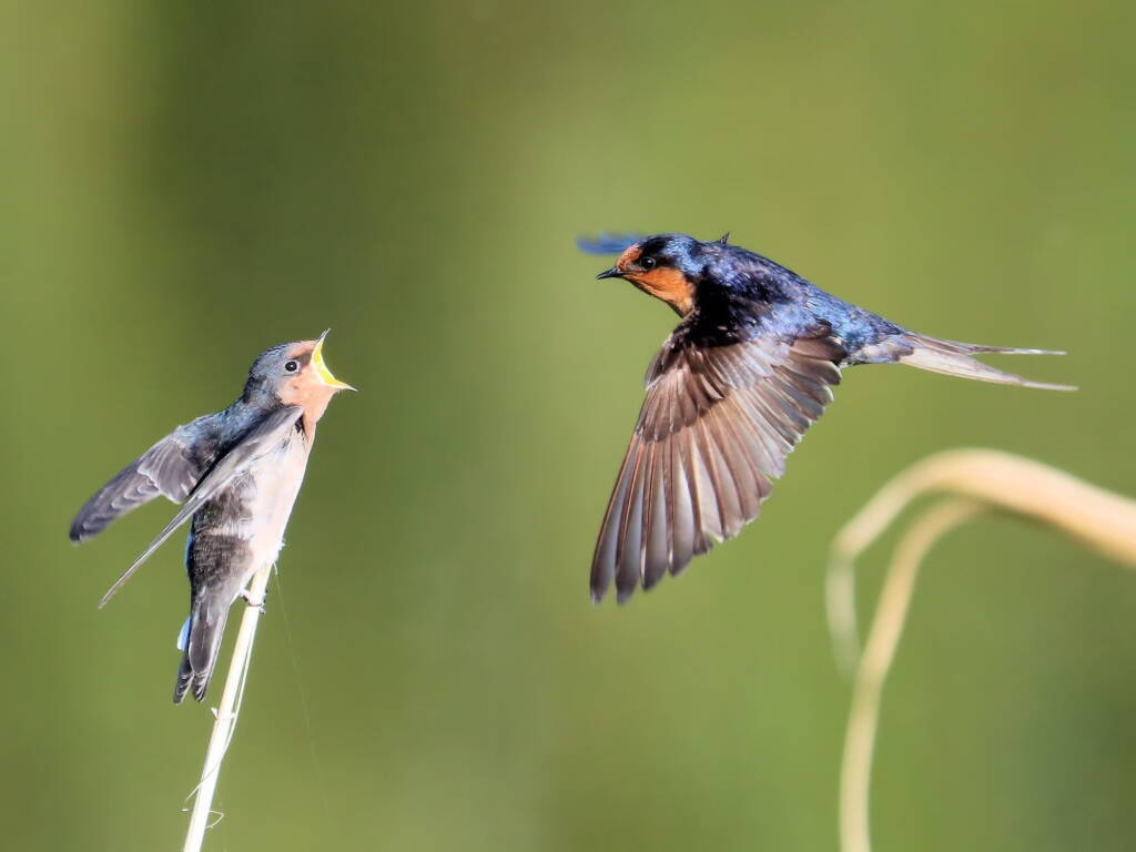 Welcome Swallow (Hirundo neoxena) © Dorothy Latimer
