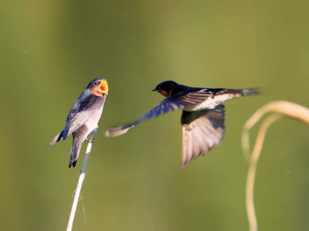 Welcome Swallow (Hirundo neoxena), Mudgerraba QLD © Dorothy Latimer