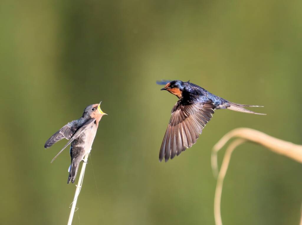Welcome Swallows (Hirundo neoxena), Mudgeeraba QLD © Dorothy Latimer