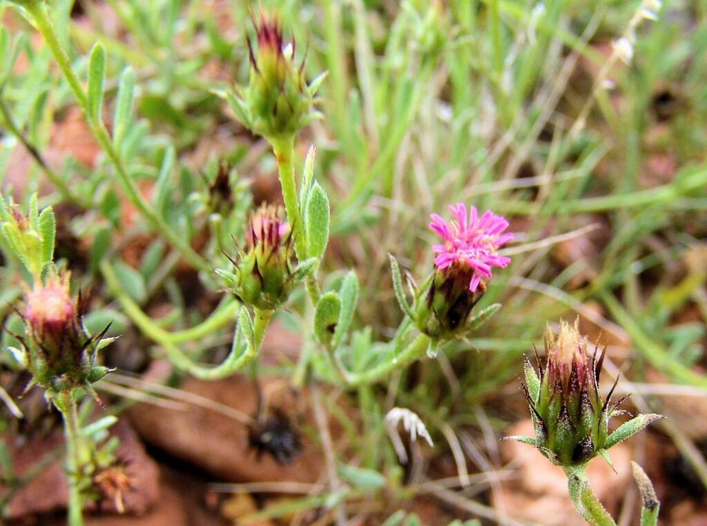 Wertabona Daisy (Streptoglossa liatroides), Central Australia NT