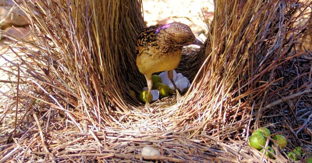Male Western Bowerbird in it's bower with its treasures...