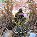 Western Bowerbird bower courtship