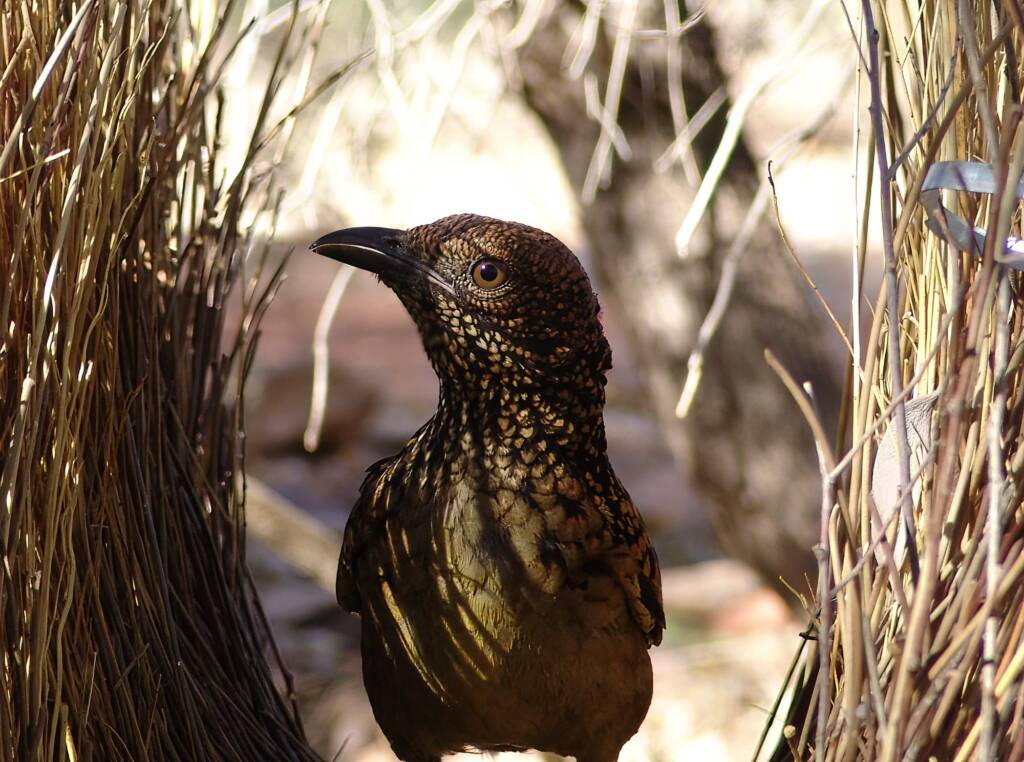 Western Bowerbird (Chlamydera guttata), Alice Springs NT