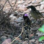 Western Bowerbird - male and female (Chlamydera guttata), Alice Springs NT