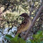 Western Bowerbird (Chlamydera guttata), Alice Springs, NT