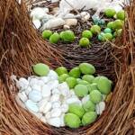 Treasures of our Western Bowerbird