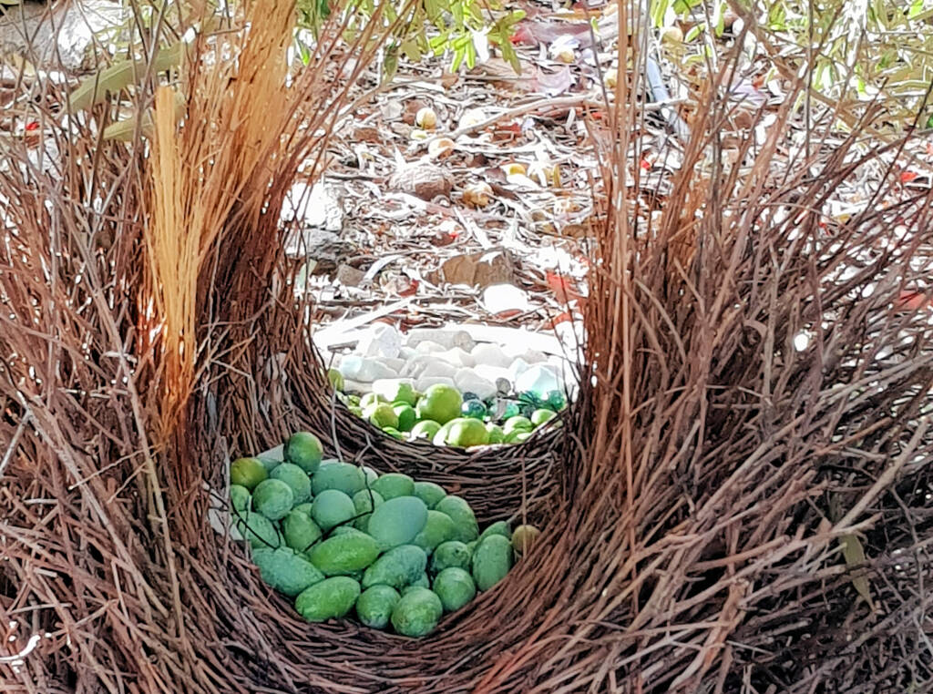 Renovating the bower wall - Treasures of our Western Bowerbird