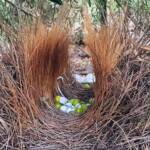 Treasures of our Western Bowerbird