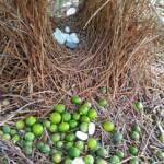 The bower of the Western Bowerbird
