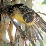 Western Bowerbird (Chlamydera guttata), Alice Springs Desert Park, NT