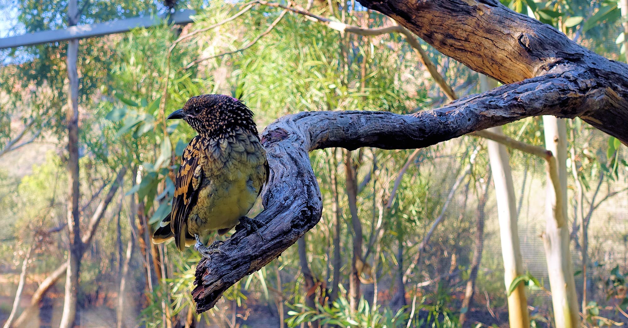 Western Bowerbird (Chlamydera guttata), Alice Springs Desert Park, NT