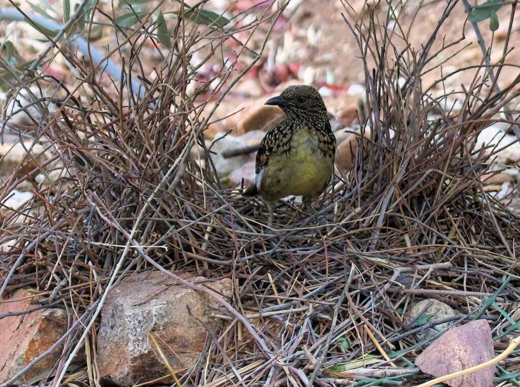 Male Western Bowerbird (Chlamydera guttata), Alice Springs NT