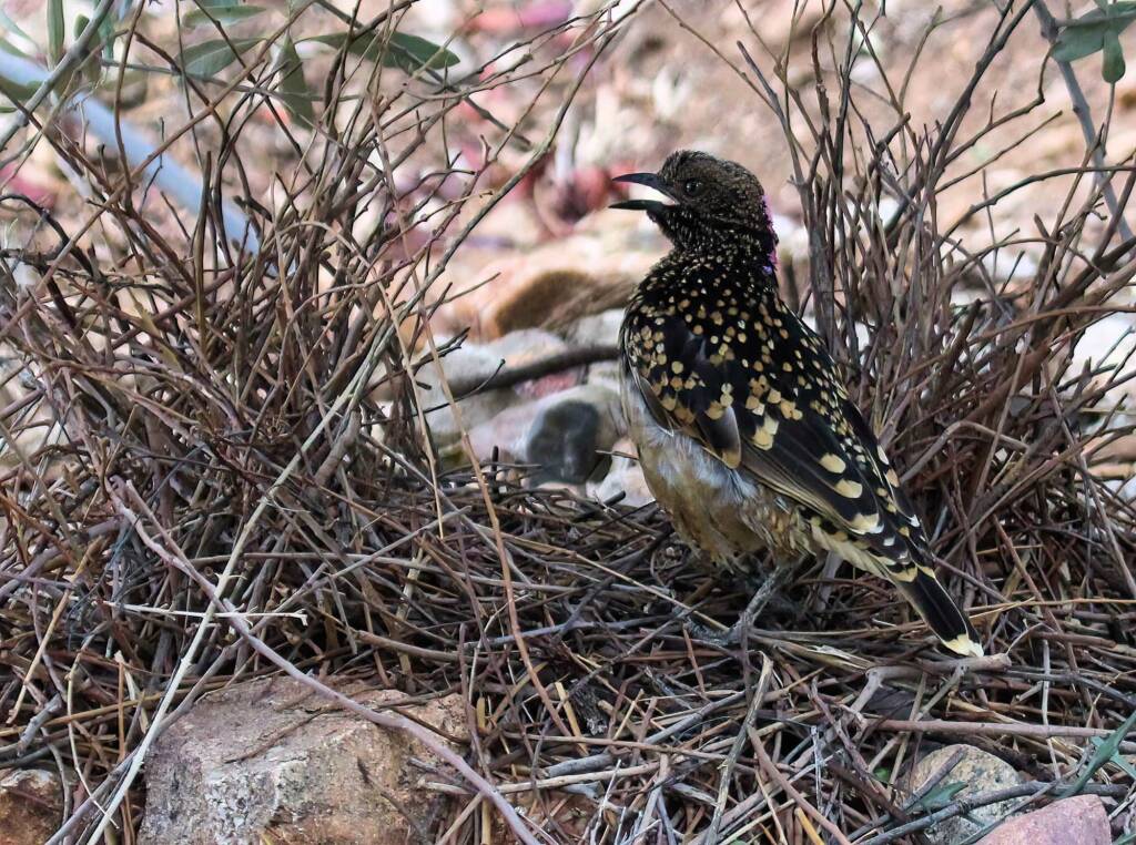 Male Western Bowerbird (Chlamydera guttata), Alice Springs NT