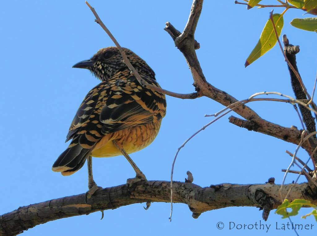 Western Bowerbird (Chlamydera guttata), Palm Valley © Dorothy Latimer