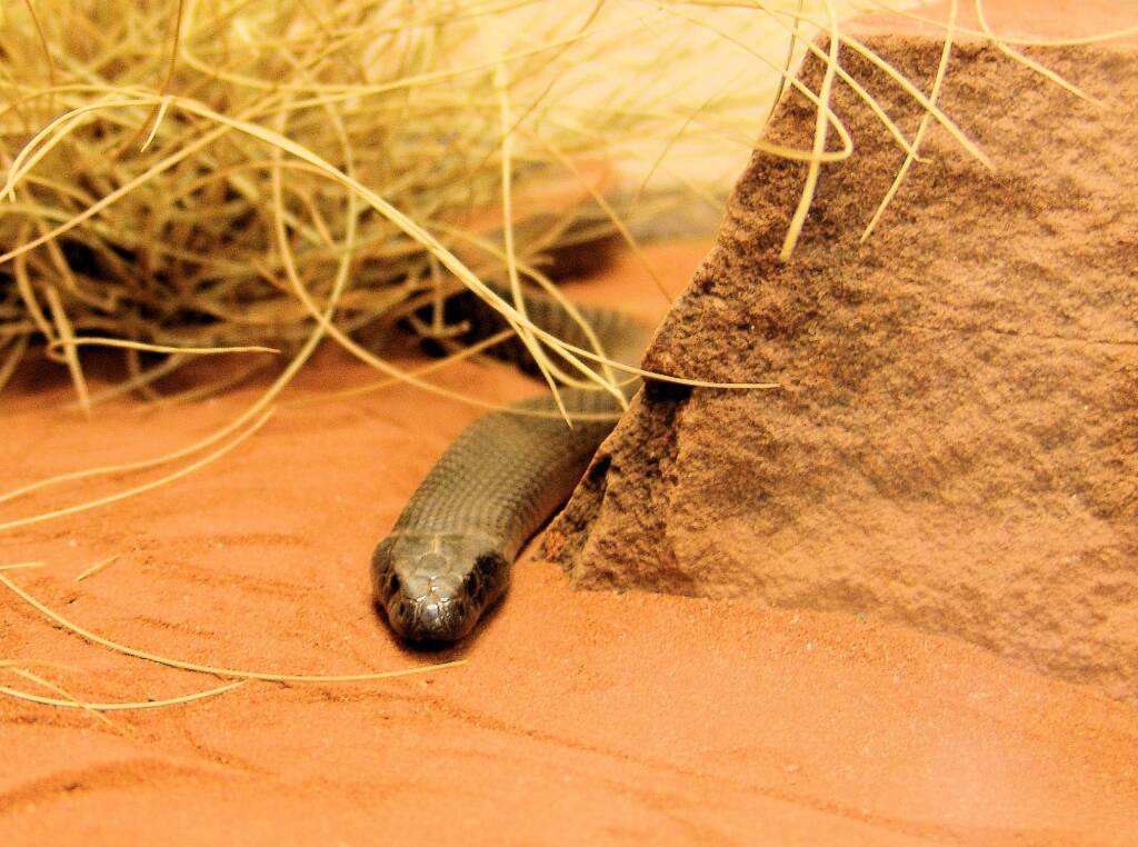 Western Brown Snake (Pseudonaja nuchalis), Alice Springs Reptile Centre