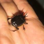 Onthophagus ferox (Western Dung Beetle), Gingin Brook Rd, Neergabby WA © Donna Inglis